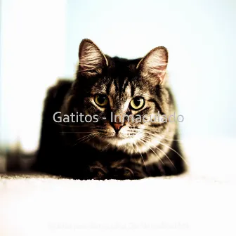 Gatitos - Inmaculado by Música para Gatos Lista De Reproducción