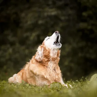 Happy Howls: Lofi and Ambient Sound for Joyful Dogs by Lofi Music Club