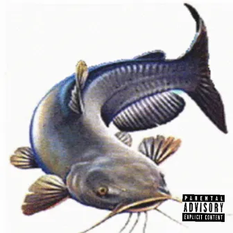 Catfish by Nsg Sway