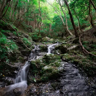 Quiet Forest Stream by Aqua Sound