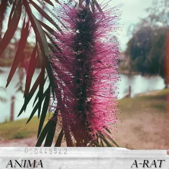 Anima by A-Rat