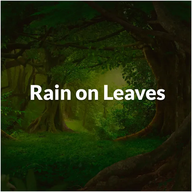 Rain on Leaves