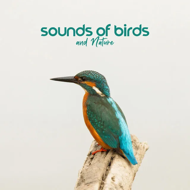 Sounds of Birds and Nature