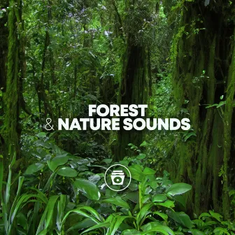 Forest & Nature Sounds by Jungle Sounds