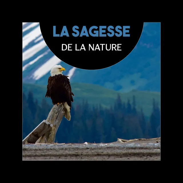 La sagesse de la nature (Sons relaxants de la nature pour la méditation, Musique de yoga pour la santé et la pleine conscience)