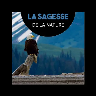 La sagesse de la nature (Sons relaxants de la nature pour la méditation, Musique de yoga pour la santé et la pleine conscience) by Apaisante Nature Musique Oasis