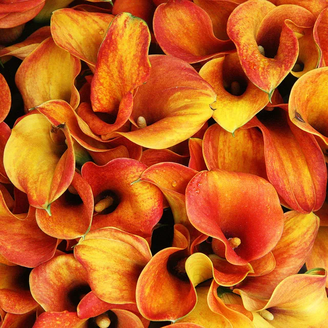 Mango Lilies