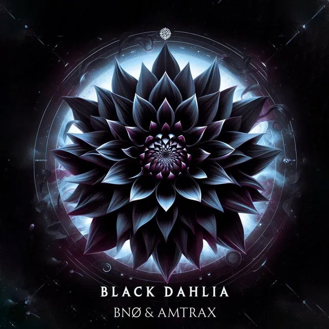 Black Dahlia