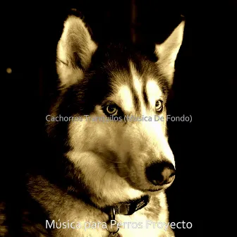 Cachorros Tranquilos (Musica De Fondo) by Música para Perros Proyecto