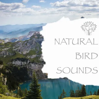 Natural Bird Sounds by Nature And Bird Sounds