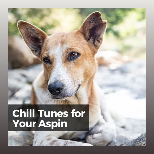 Chill Tunes for Your Aspin