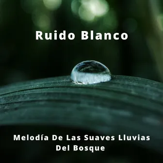 Ruido Blanco: Melodía De Las Suaves Lluvias Del Bosque by Unknown Artist