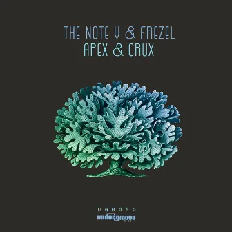 Apex & Crux by The Note V