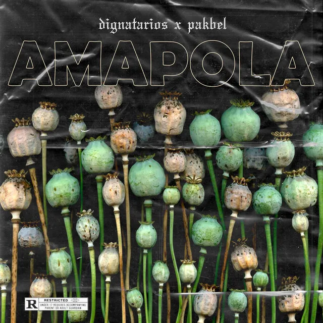 Amapola