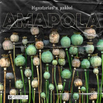 Amapola by Pakbel