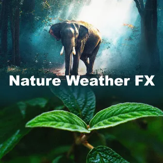 Nature Weather FX by Sounds of Nature: Thunderstom, Rain