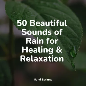 50 Beautiful Sounds of Rain for Healing & Relaxation by Meditation Rain Sounds