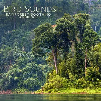 Bird Sounds - Rainforest Soothing Ambience: 1 Hr Green Noise Relaxation, Calming Music by Birds From Nowhere