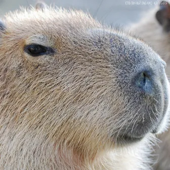 Capybara by Unknown Artist