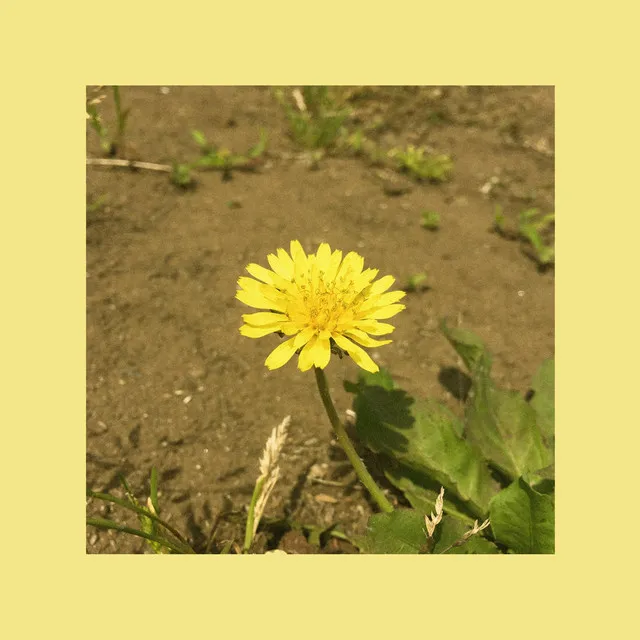 Dandelion - single ver.