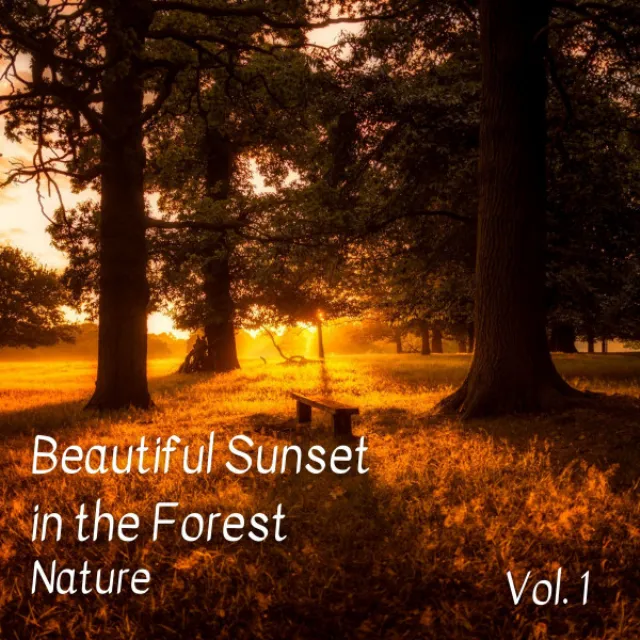 Nature: Beautiful Sunset in the Forest Vol. 1