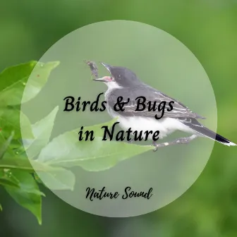 Nature Sound: Birds & Bugs in Nature by Nature Soundzzz Club