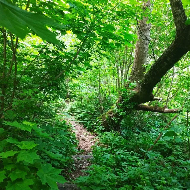 Leafy Garden