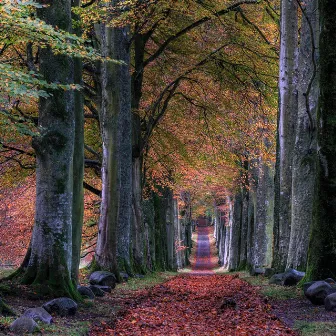 A Walk in the Park by Ludo Hamblok