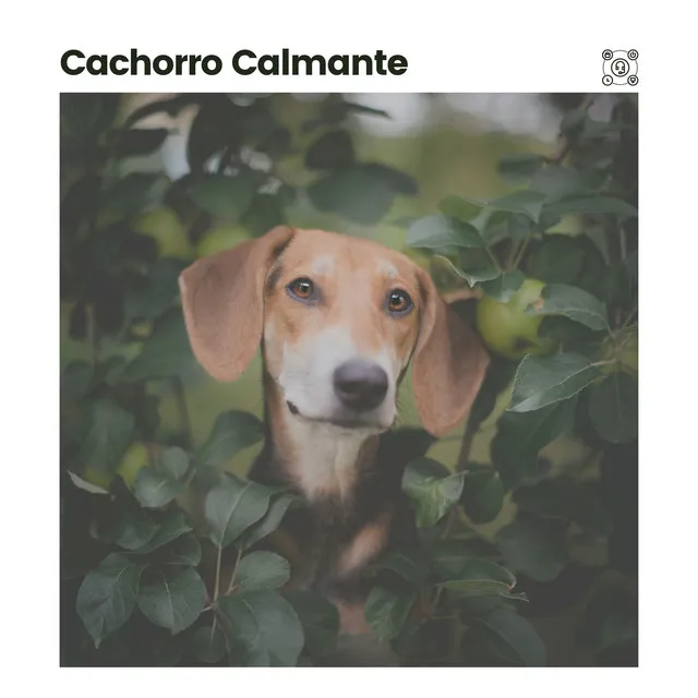 Cachorro Calmante