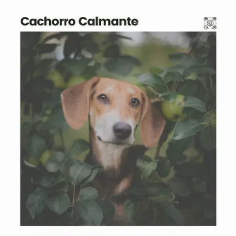 Cachorro Calmante by Música de Cachorro Calmante