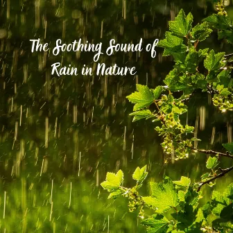 The Soothing Sound of Rain in Nature by HD Rain and Water