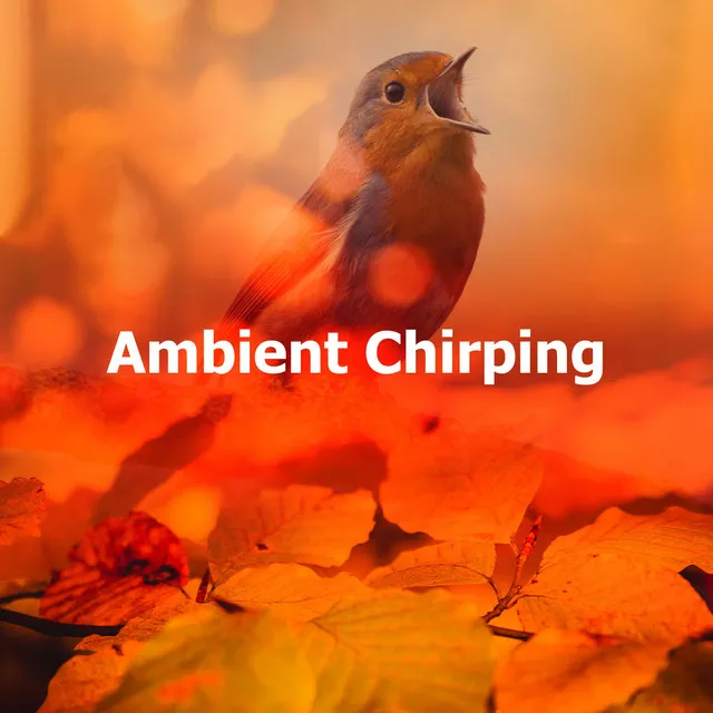 Ambient Chirping