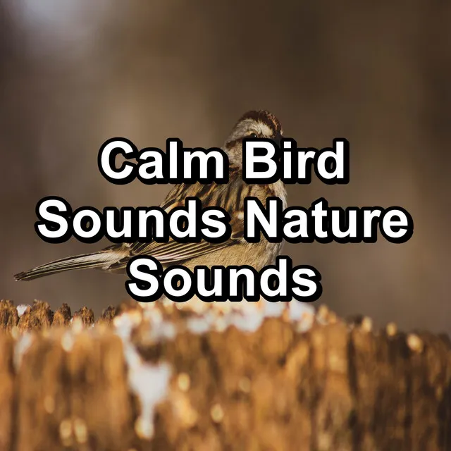 Relaxing Birdsong Sound