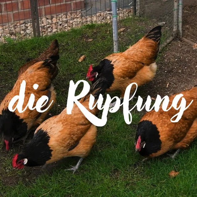 Die Rupfung