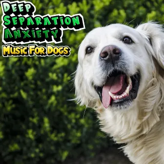 Music For Anxious & Stressed Dogs - Doggy Stress Relief by Dog Relaxation & Stress Relief