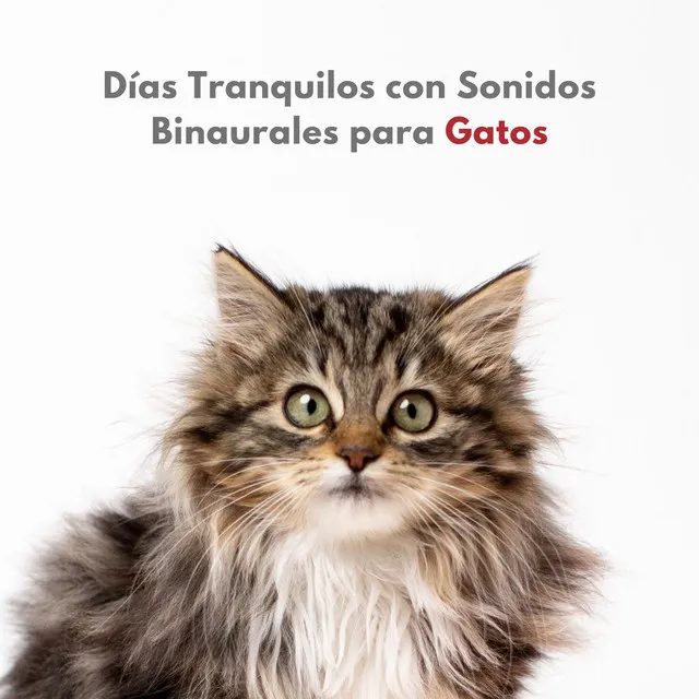 Días Tranquilos Con Sonidos Binaurales Para Gatos