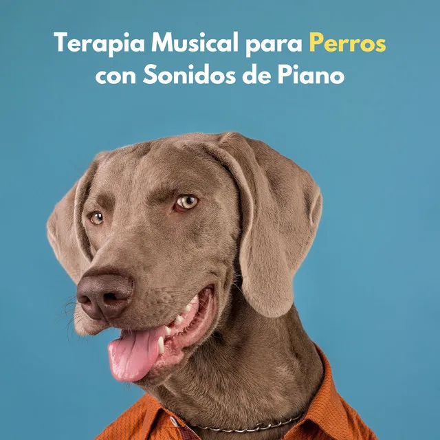 Terapia Musical Para Perros Con Sonidos De Piano