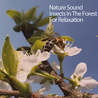 Nature Sound Insects In The Forest For Relaxation by De-Stress Baby Calming Music