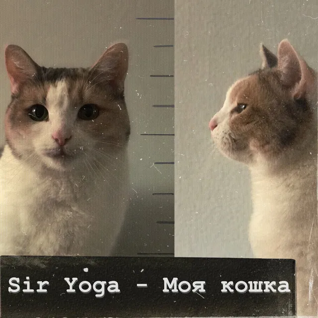 Моя кошка