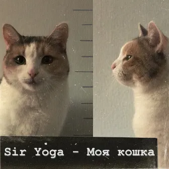 Моя кошка by Sir Yoga