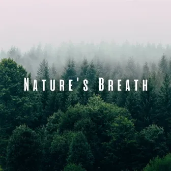 Nature's Breath: Gentle Ambient Sounds for Meditation Practice by Mindfulness Meditation World