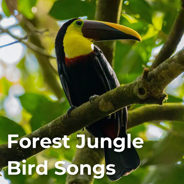 Forest Birds Chirping Soothing