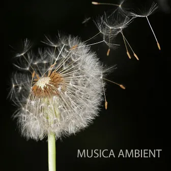 Musica Ambient by Unknown Artist