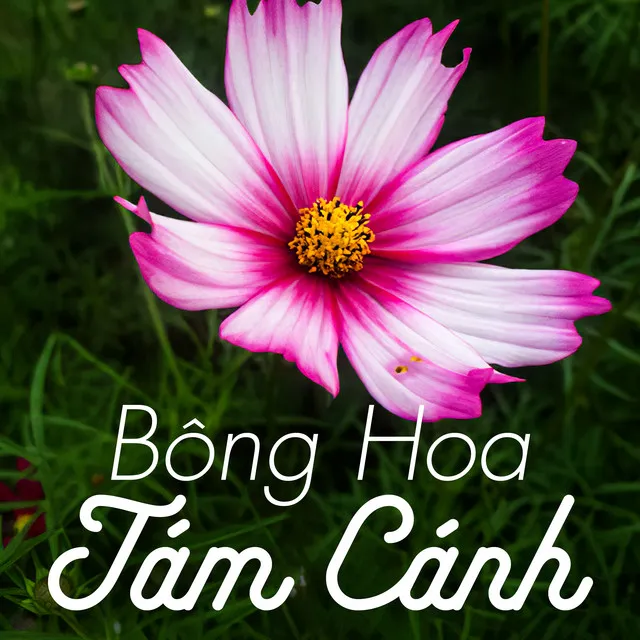 Bến cảng quê hương tôi