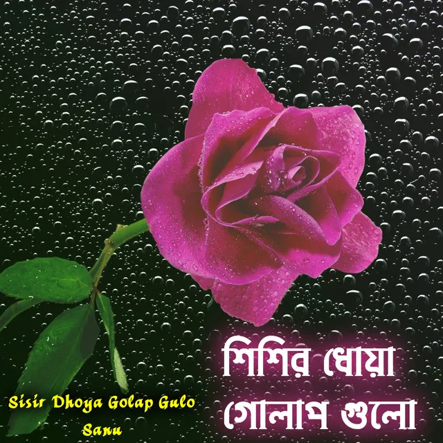 Sisir Dhoya Golap Gulo - Bengali