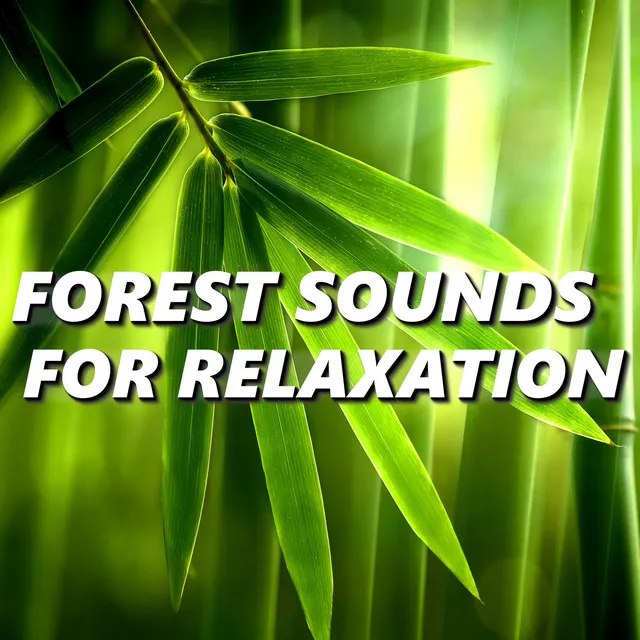 Forest Sounds For Relaxation