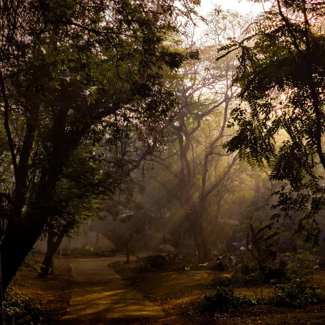 The Evening Garden