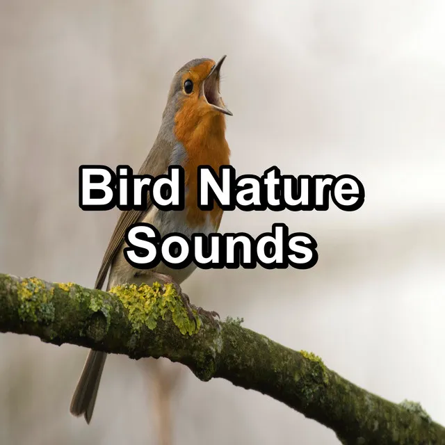 Bird Nature Sounds