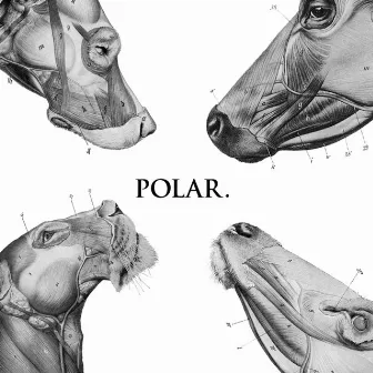 This Polar Noise - EP by Polar