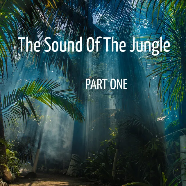 Jungle Night Sounds